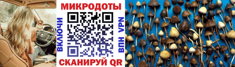 магазин продажи наркотиков  Галич  Галлюциногенные грибы Psilocybine cubensis 